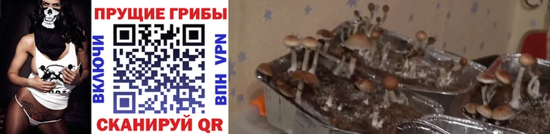 Псилоцибиновые грибы MAGIC MUSHROOMS  Купить  Ивангород 